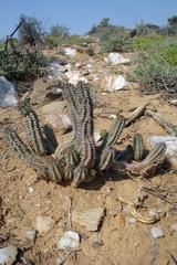 Richtersveldia columnaris