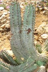 Richtersveldia columnaris