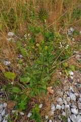 Dipsacus strigosus