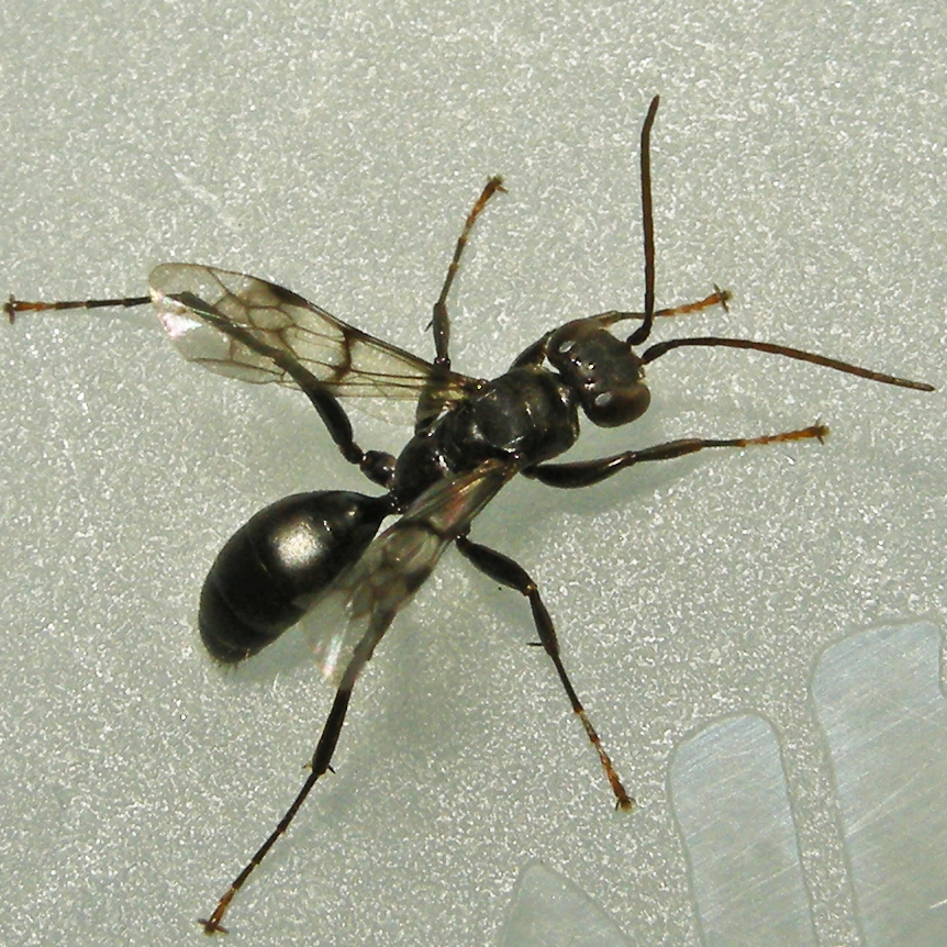 Dipogon sayi