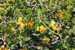 Roepera foetida