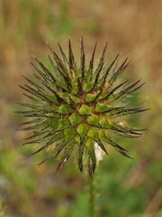Dipsacus strigosus