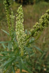 Reseda luteola