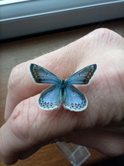 Polyommatus icarus