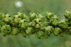 Reseda luteola