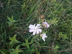 Saponaria officinalis