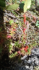 Rhodiola quadrifida