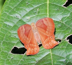 Abisara bifasciata suffusa