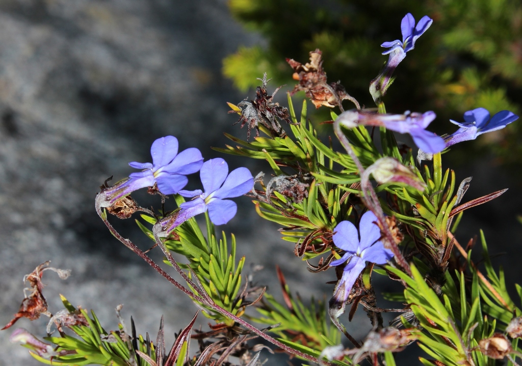 Pineleaf Lobelia
