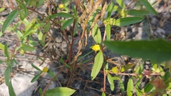Malvastrum hispidum