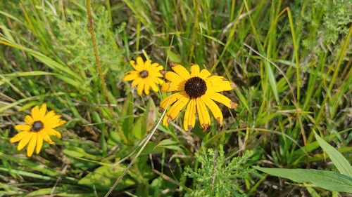 Rudbeckia sullivantii, photograph 4