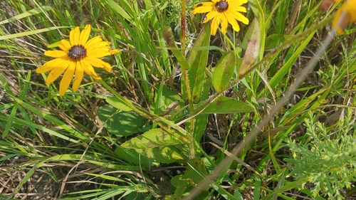 Rudbeckia sullivantii, photograph 5