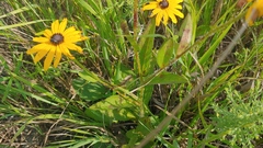 Ryan Sorrells, CC BY, iNaturalist via GBIF Rudbeckia sullivantii, photograph Ryan Sorrells, CC BY, iNaturalist via GBIF