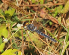 Indothemis carnatica