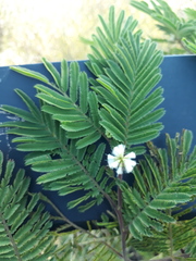 Acaciella