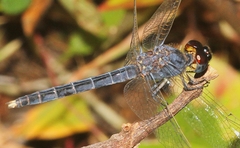 Indothemis carnatica