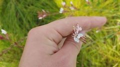 Oenothera gaura