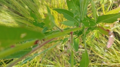 Oenothera gaura