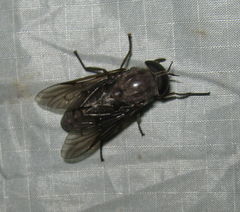 Tabanus calens