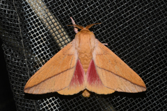 Syssphinx bisecta