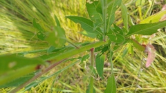 Oenothera gaura