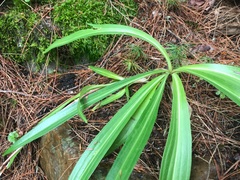 Gentiana dahurica