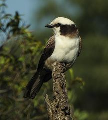 Eurocephalus anguitimens