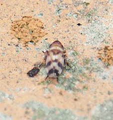 Anoscopus serratulae