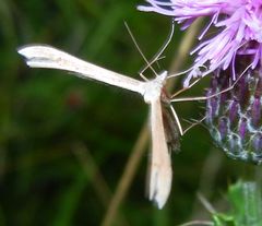 Stenoptilia pterodactyla