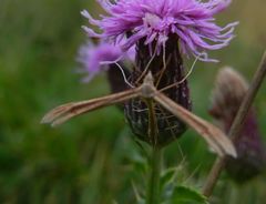 Stenoptilia pterodactyla