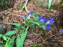 Gentiana dahurica