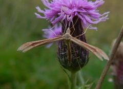 Stenoptilia pterodactyla