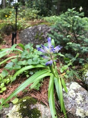 Gentiana dahurica