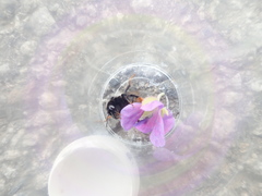 Bombus confusus