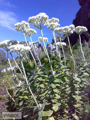 Helichrysum fruticans