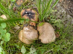 Scleroderma