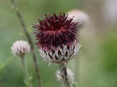Centaurea calocephala