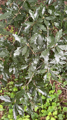 Quercus × comptoniae