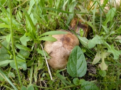 Scleroderma