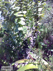 Helichrysum fruticans