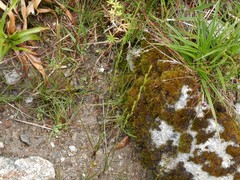 Triglochin palustris