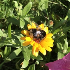 Bombus terrestris