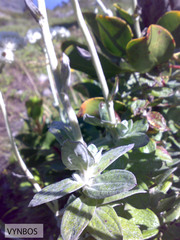Helichrysum fruticans