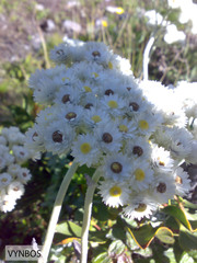 Helichrysum fruticans