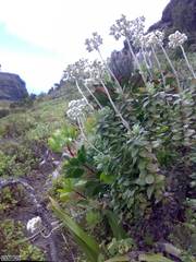 Helichrysum fruticans