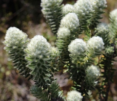 Phylica callosa