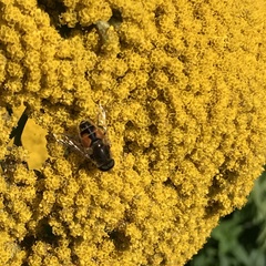 Eristalis arbustorum