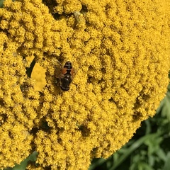 Eristalis arbustorum