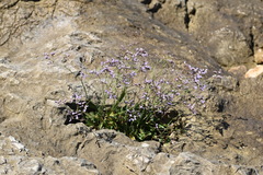Limonium narbonense