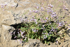 Limonium narbonense